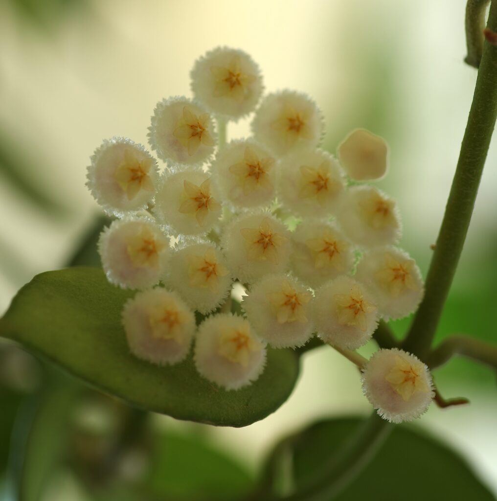 Hoya lacunosa