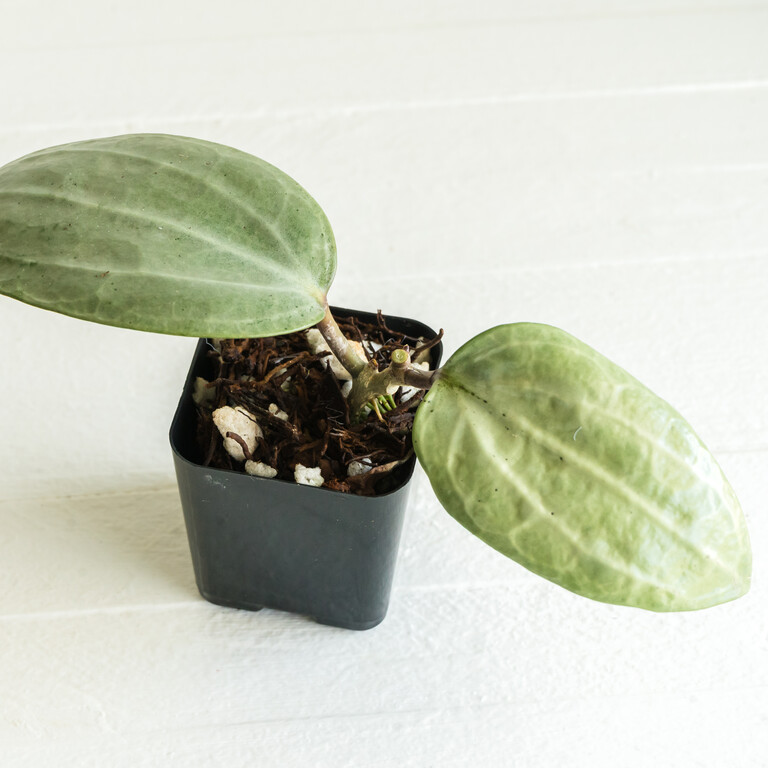 Small potted Hoya with two broad pale silver-green leaves and prominent veins.