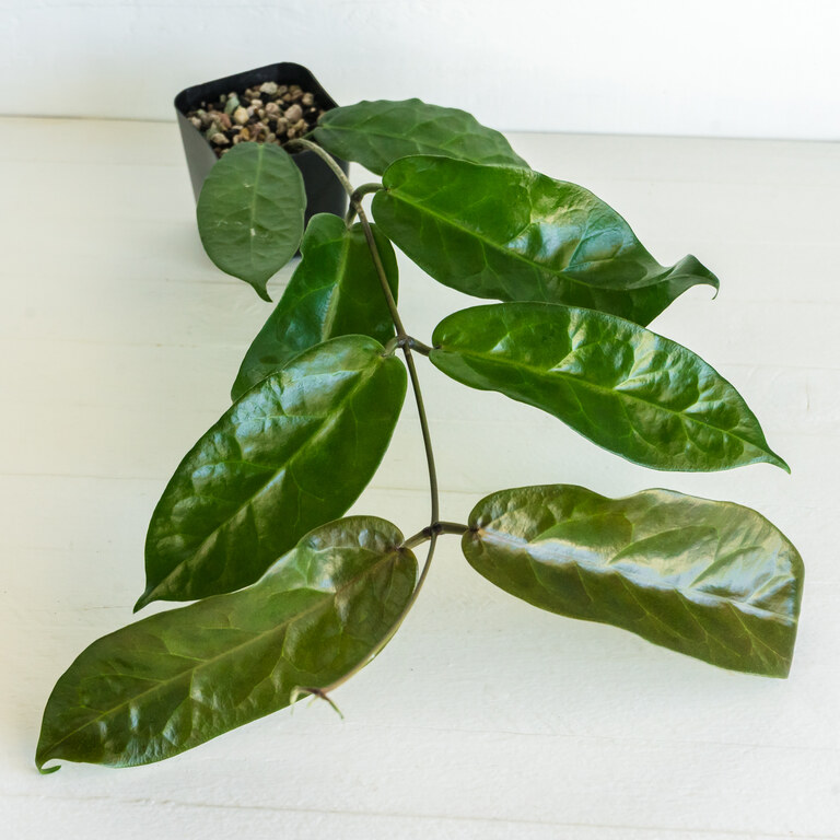 Grower labeled: Hoya megalaster