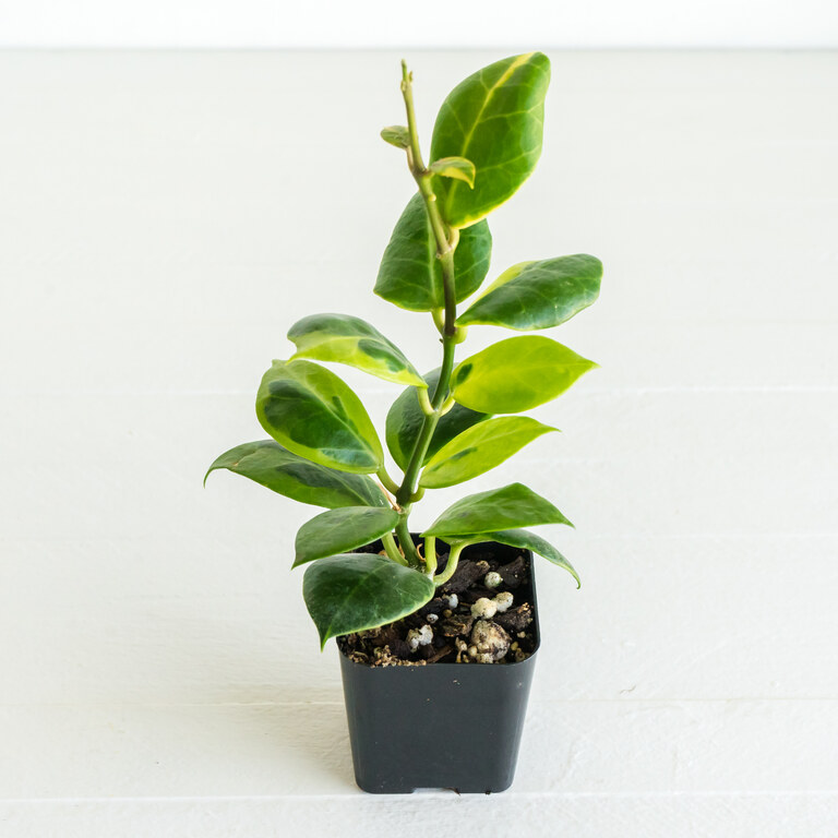 Grower labeled: Hoya obscura — Albo
