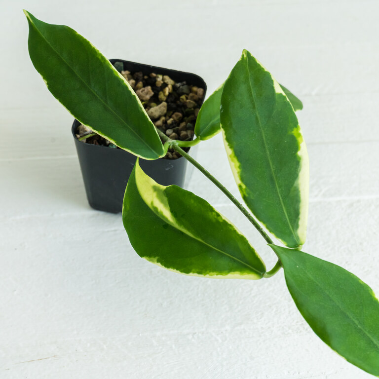 Small potted Hoya with elongated green leaves edged by cream-yellow outer variegation.