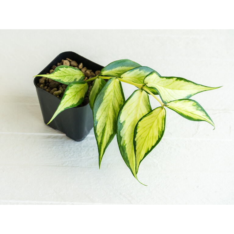 Grower labeled: Hoya polyneura — Inner Variegated