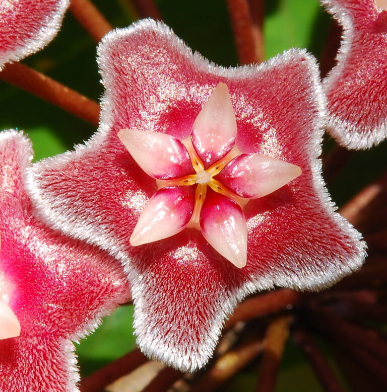 Hoya ‘Red Buttons’