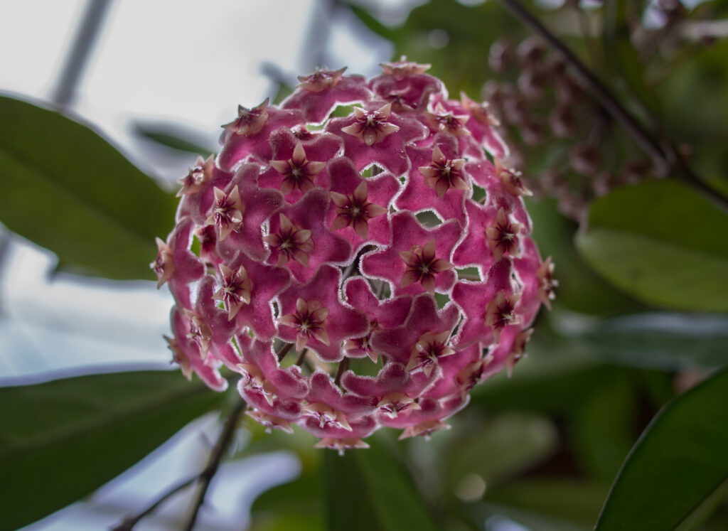 Hoya pubicalyx