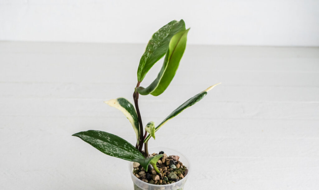 Hoya pubicalyx sold as Albo Splash, with cream leaf margins and silver splash markings.
