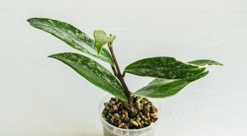 Hoya pubicalyx sold as Albo Splash, showing silver-marked leaves and pale margins.