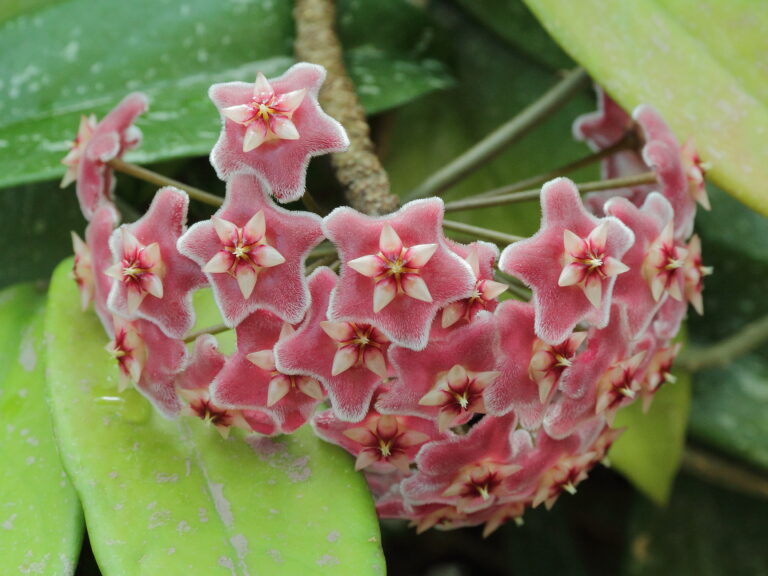 Hoya pubicalyx — Pink Silver