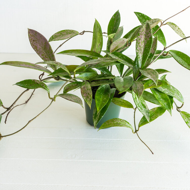 Mature trailing Hoya pubicalyx with elongated green leaves densely marked by silver splash and pink-bronze tones.