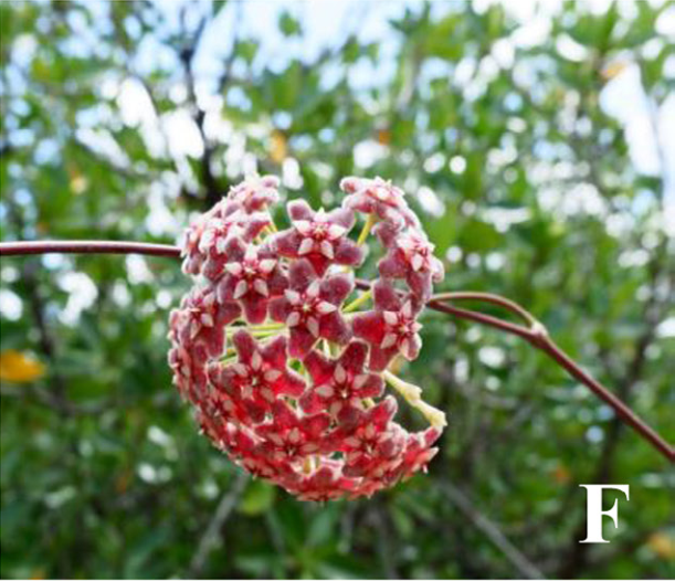 Rounded cluster of reddish-pink flowers with pale centres on a vine, with green foliage behind.