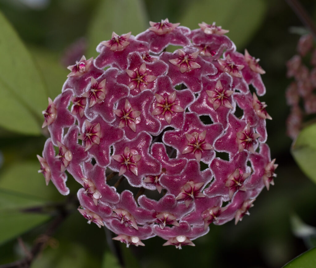 Rounded cluster of deep pink, finely hairy, star-shaped flowers with pale centres against green foliage.