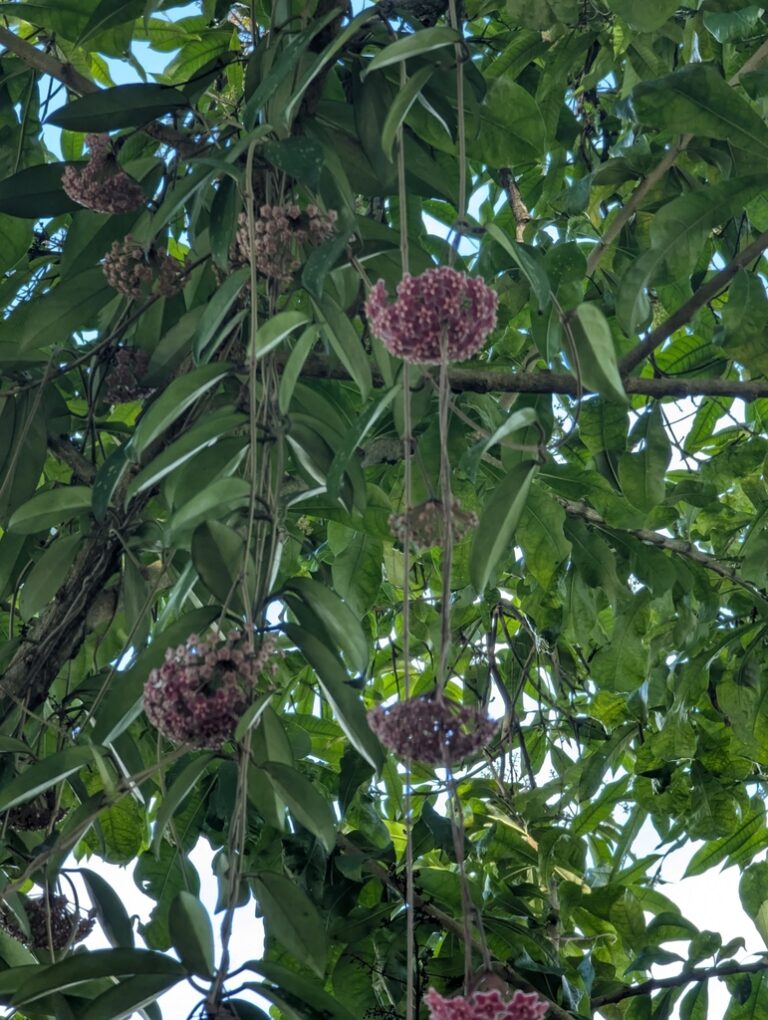 Hoya pubicalyx