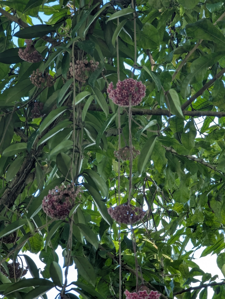 Long green Hoya leaves and several rounded pink flower clusters hanging among tree branches.