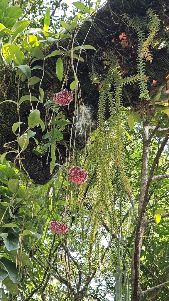 Green Hoya leaves and rounded pink flower clusters hanging from a tree branch among ferns.