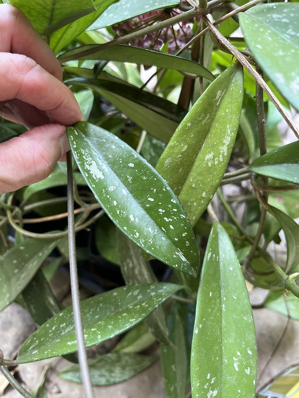 A hand holds a narrow green leaf marked with silver flecks, surrounded by similar leaves.