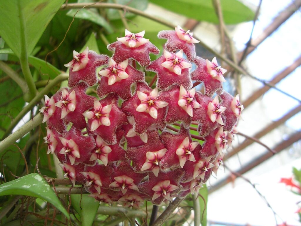 Rounded cluster of pink, hairy, star-shaped flowers with pale central stars.