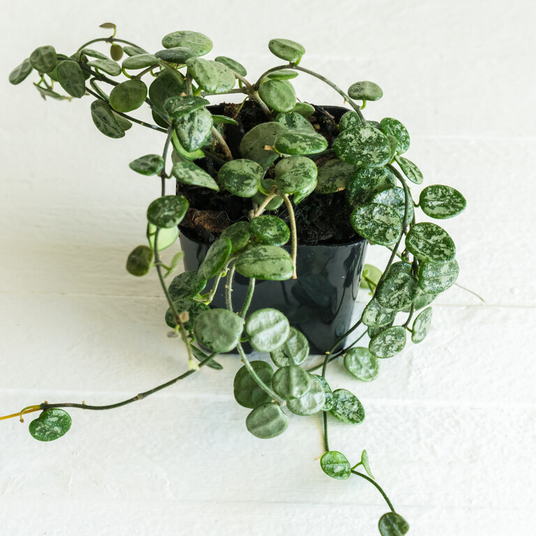 Grower labeled: Hoya serpens — Silver Mother
