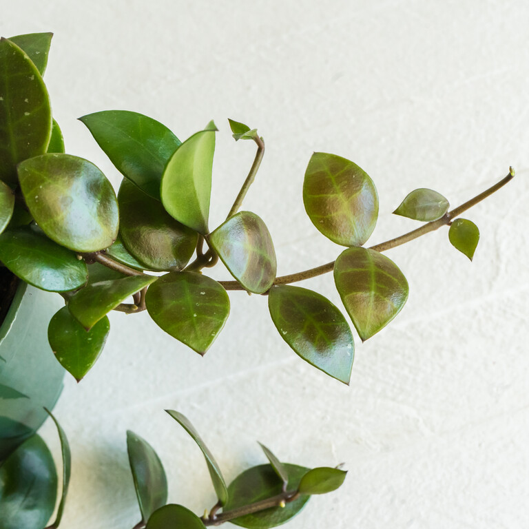 Grower labeled: Hoya sipitangensis