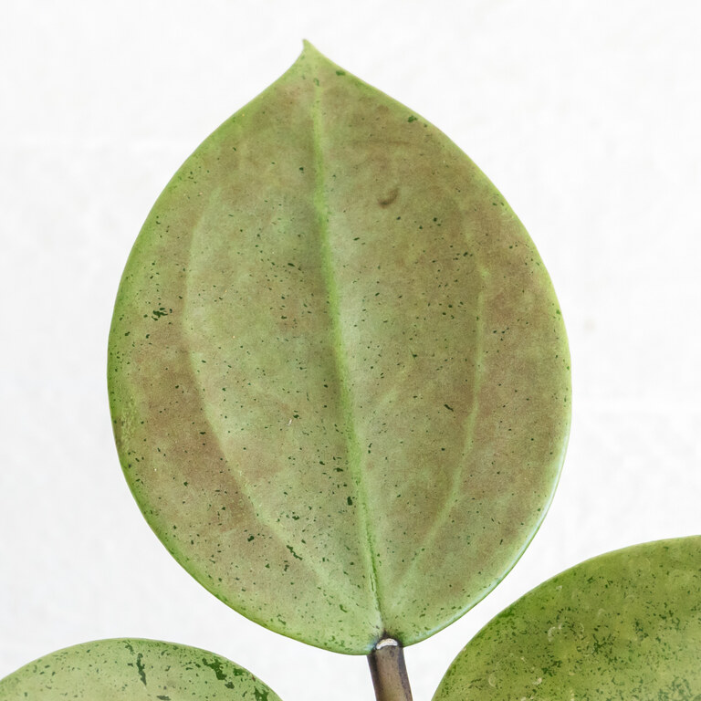 Grower labeled: Hoya verticillata Heart Leaf — Silver Leaf
