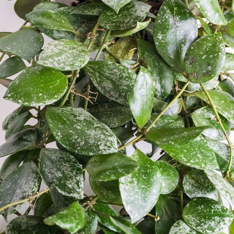 Grower labeled: Hoya walliniana — Splash