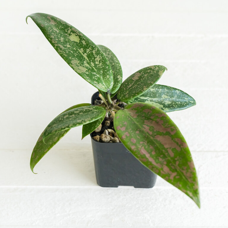 Grower labeled: Hoya wibergiae — Pink Crush