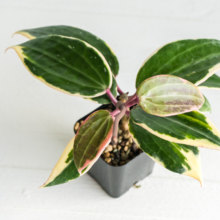 Grower labeled: Hoya latifolia — Round Leaf Albo