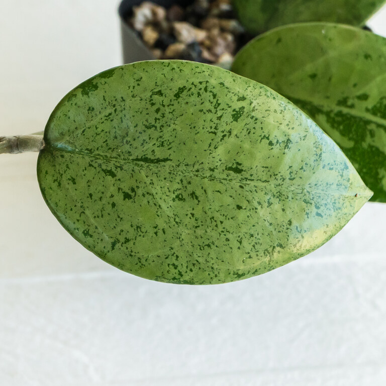 Grower labeled: Hoya verticillata Pemalang — Silver
