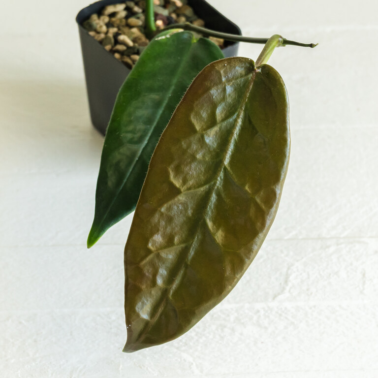 Grower labeled: Hoya stenakei — Dark
