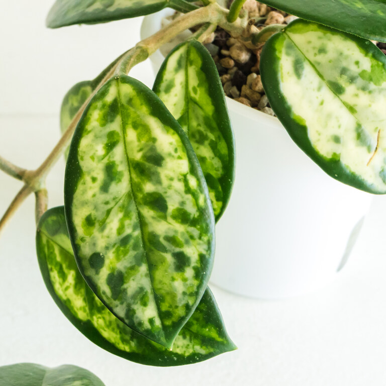 Grower labeled: Hoya carnosa — Madara Green Edge