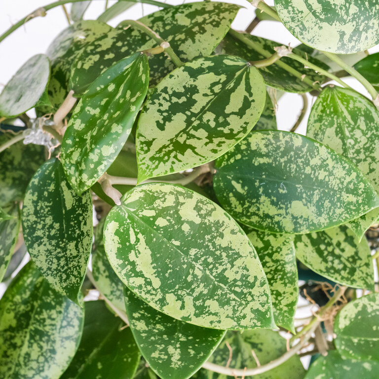 Grower labeled: Hoya verticillata EPC-997