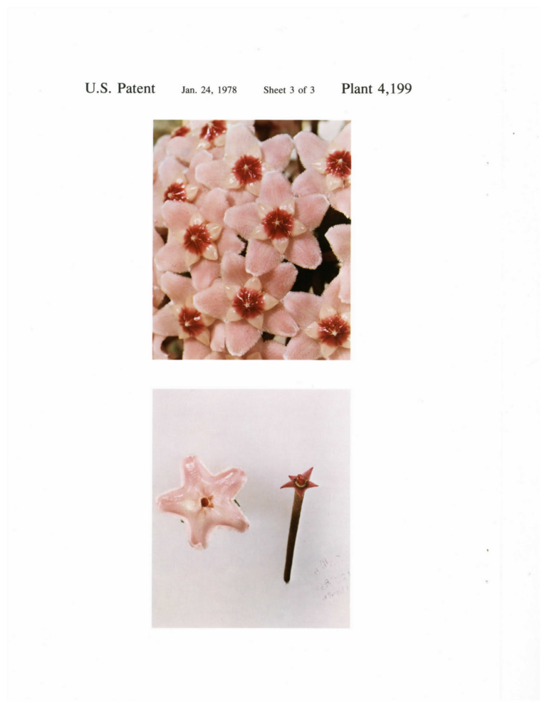 Complete patent Sheet 3 with enlarged pink flowers and detached floral parts.