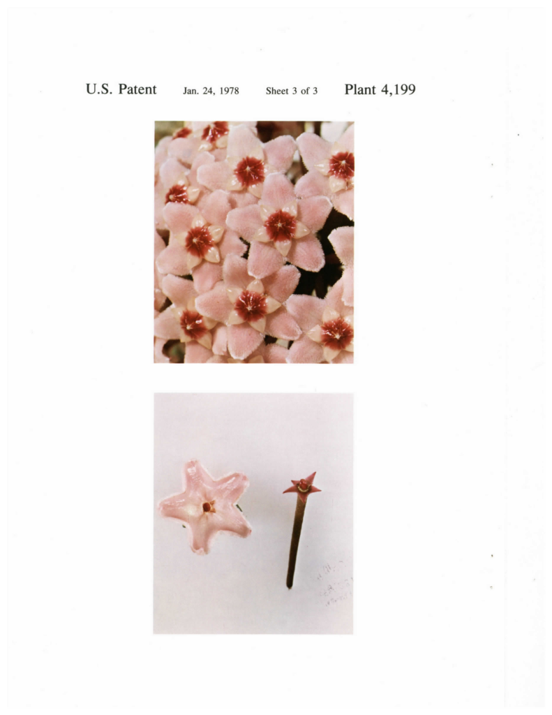 Complete patent Sheet 3 with enlarged pink flowers and detached floral parts.