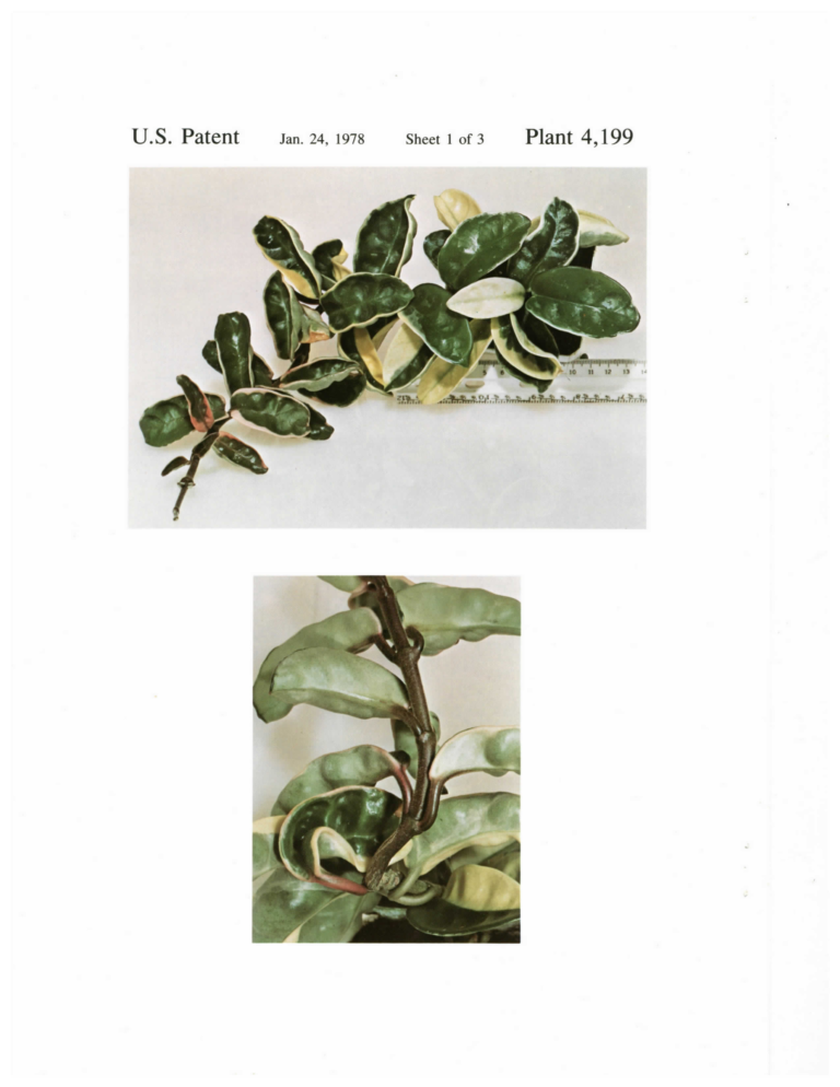 Complete patent Sheet 1 with a laid-out vine, ruler and close-up of green-centred leaves with pale margins.