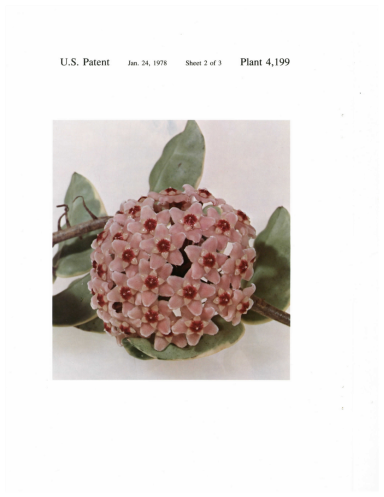 Complete patent Sheet 2 with a cluster of open pink flowers.
