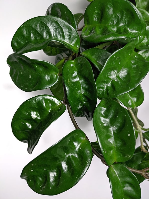 Close-up of dimpled green leaves on a plant identified by the source as Krinkle 8.