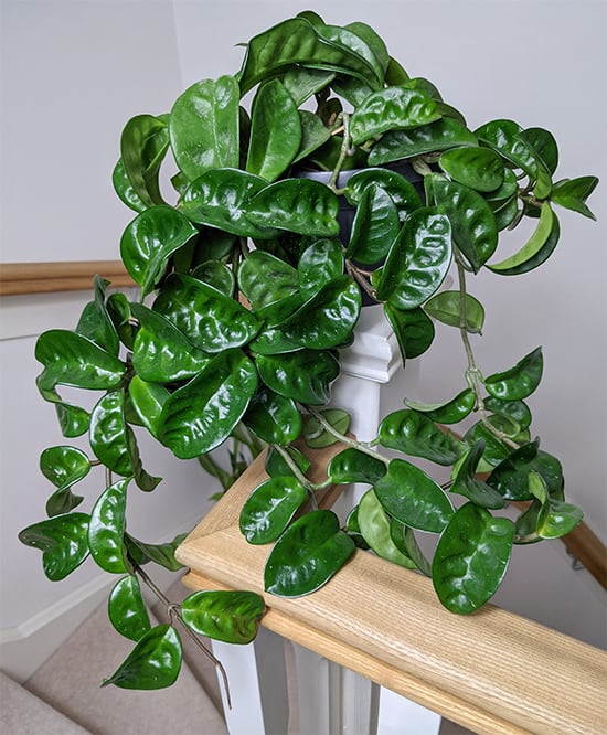 Source-identified Krinkle 8 with trailing stems and dimpled green leaves.