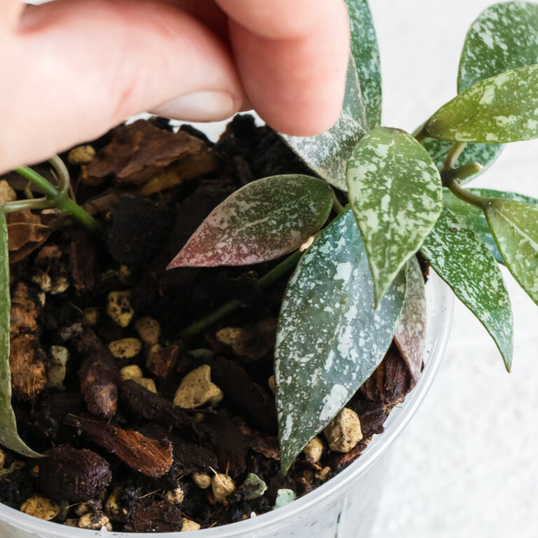 Hoya lacunosa — Laos Full Splash