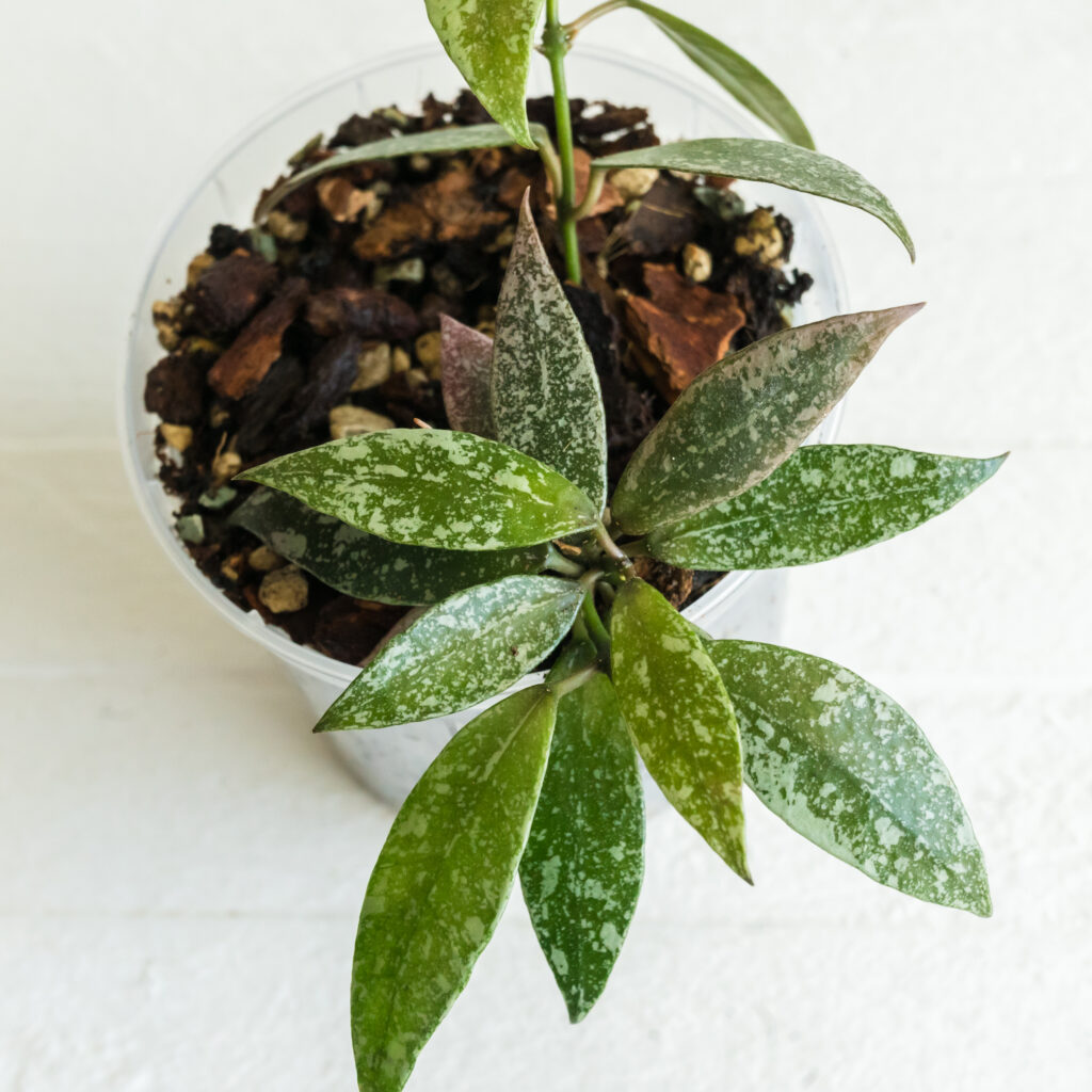 Closer view of pointed green and silver-marked leaves labelled Laos Full Splash.