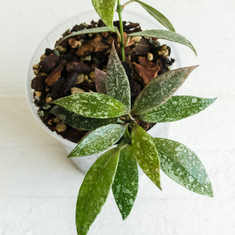 Hoya lacunosa — Laos Full Splash