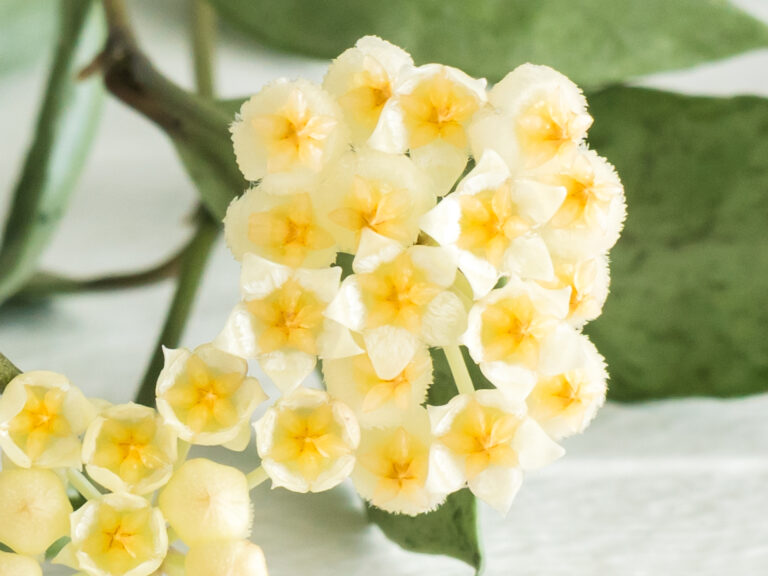 Hoya lacunosa — Louisa’s Silver