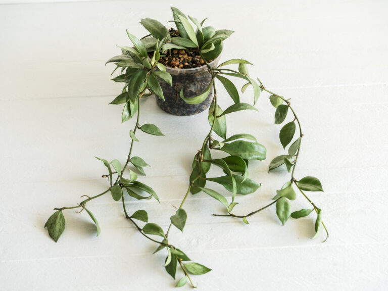 Hoya lacunosa — Louisa’s Silver