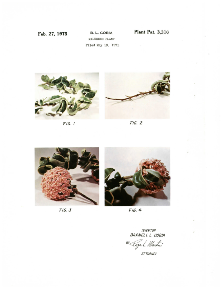 Full Marginalis patent plate showing curled border-variegated leaves, a vine tip, and flower clusters.