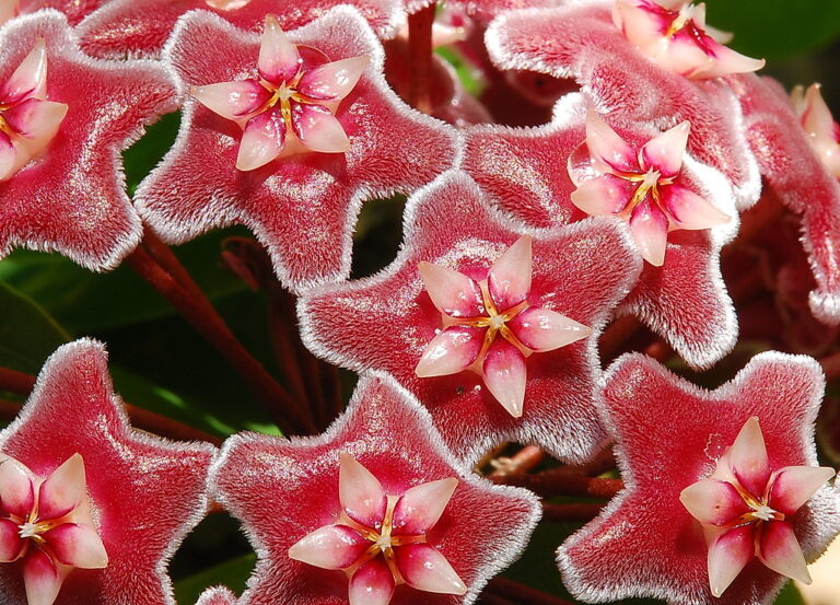 Hoya ‘Red Buttons’