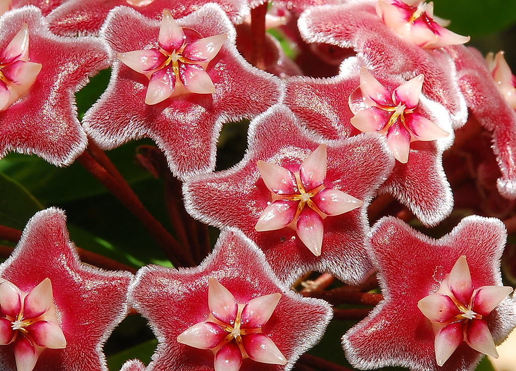 Cluster of deep pink, fuzzy star-shaped flowers identified as Red Buttons by photographer Mike Keeling.