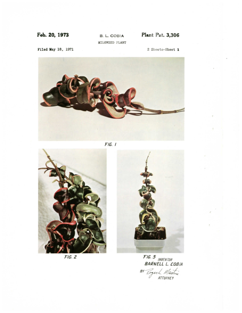 Full Regalis patent sheet showing a cutting, comparison with Marginalis, and a vine with a peduncle.