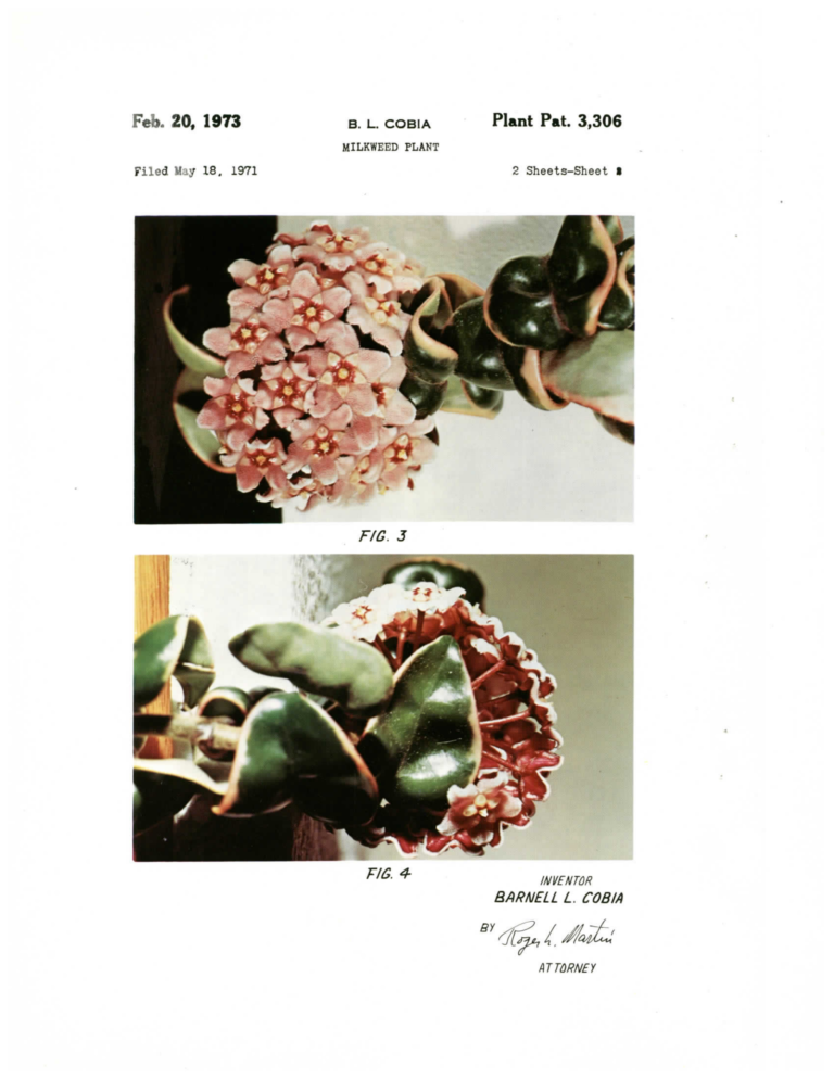 Full Regalis patent sheet showing two views of an open flower cluster among curled, border-variegated leaves.