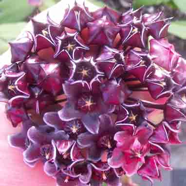 A rounded cluster of dark purple, star-shaped Hoya flowers with paler centres, supported by a hand.