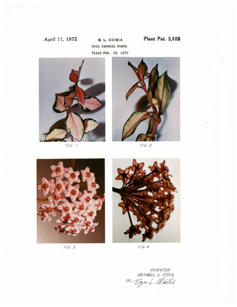 Full Rubra patent plate with four numbered photographs: upper and lower leaf surfaces and two views of a flower cluster.