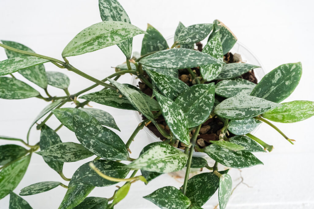 Foliage of a plant received as Hoya Silver Lime, photographed by Rebecca Baron.