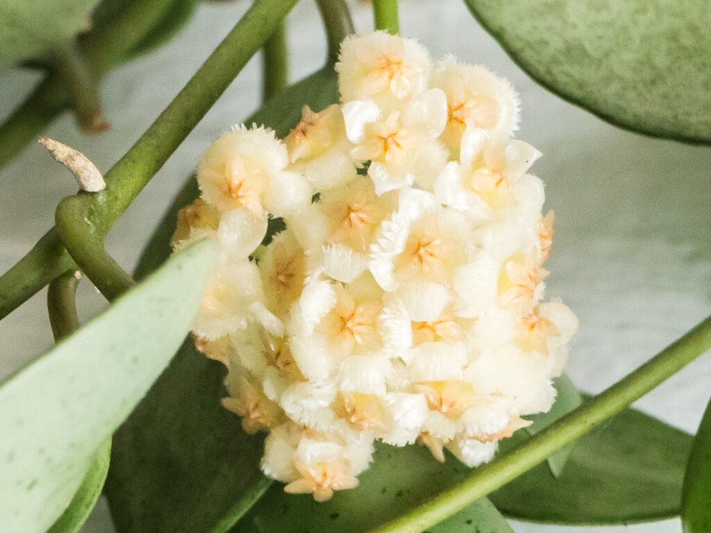 Cluster of pale fuzzy-looking flowers with yellow-orange centres, labelled Silver Mint Coin.