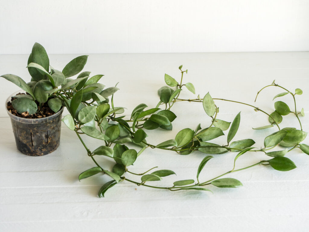 Trailing Hoya labelled Silver Mint Coin with green and pale silvery leaves.